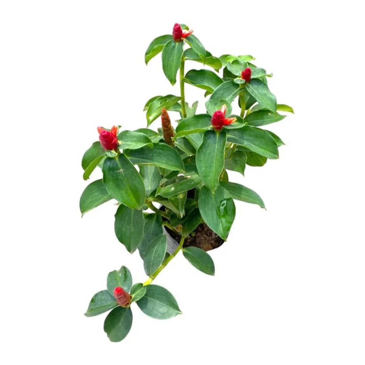 Set 2 French Kiss Ginger Plants Live Red Button Ginger Indian Head Gingers Plants Frangant Herb Gingers Well Roooted, 5-8 Inch Tall