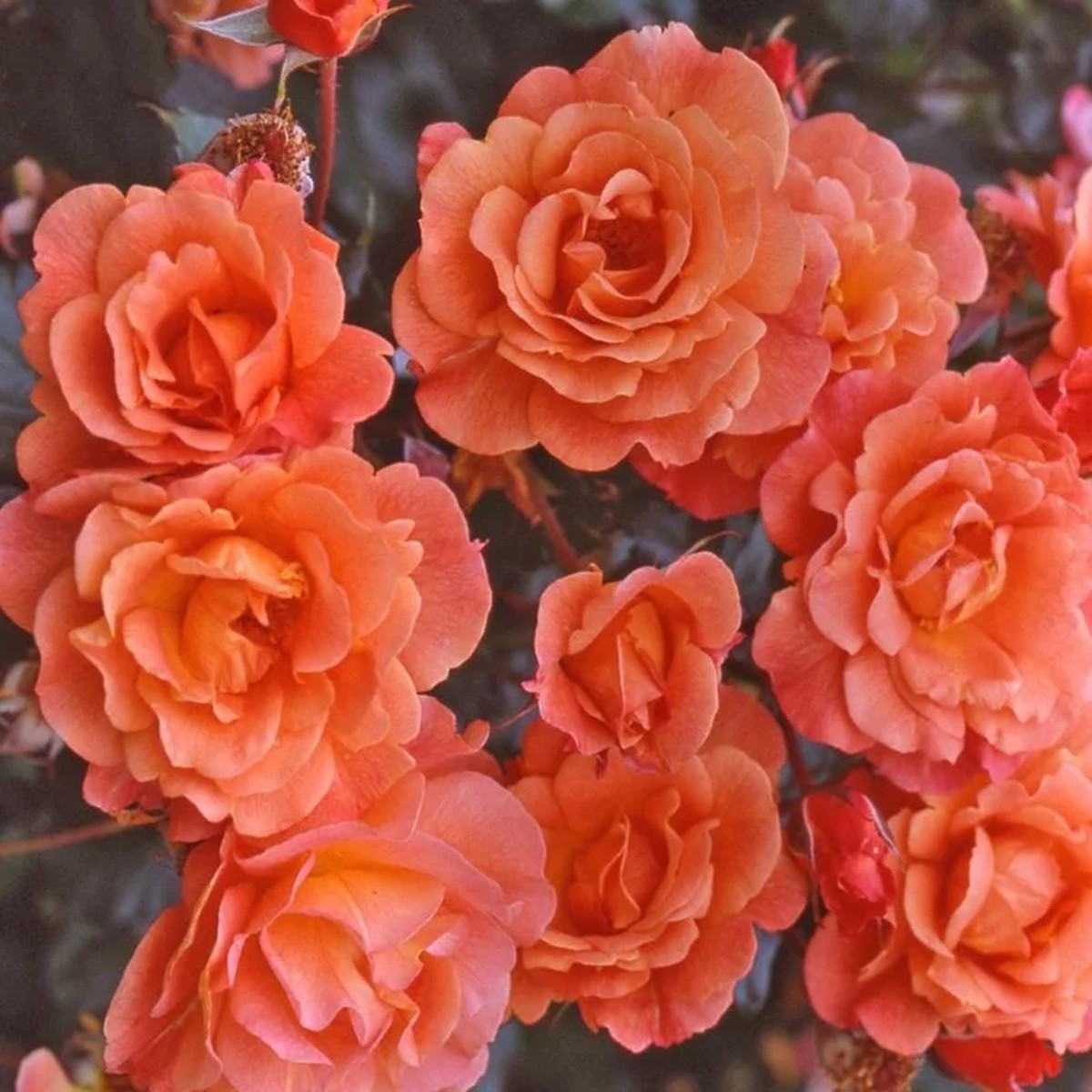 Westerland Climbing Rose Plant - Live Orange Apricot Flower Bush, 5-7 Inch Tall