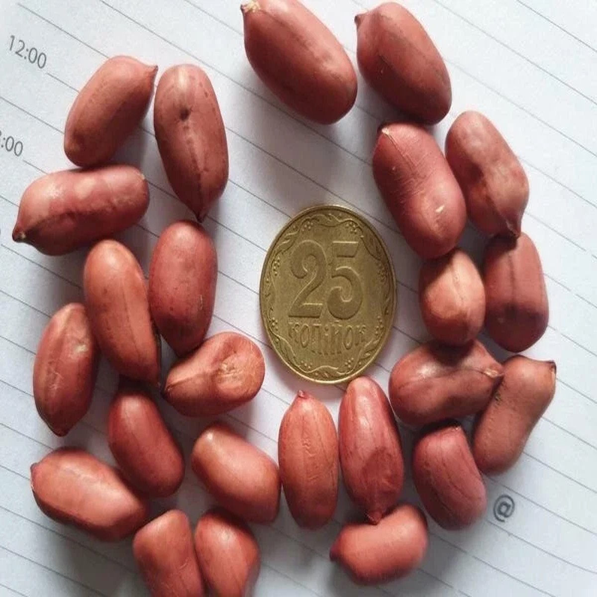 50+ Spanish Peanut Seeds for Planting - High Germination Vegetable Seeds Outdoor