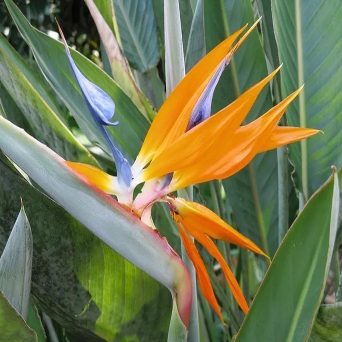 Bird of Paradise Live Plant - Strelitzia Reginae - Tropical Orange Blue Flower