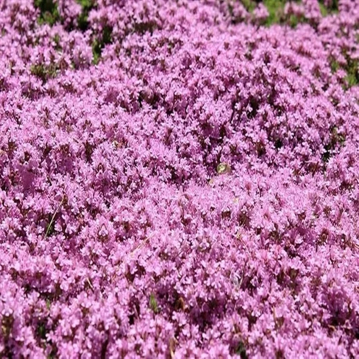 Dwarf Creeping Thyme Seeds - Thymus Serpyllum Ground Cover - 226 Gram