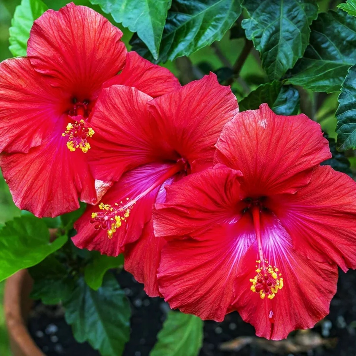 Madagascar Hibiscus Moscheutos Mallow Starter Live Plant Cuttings - 7 Pack