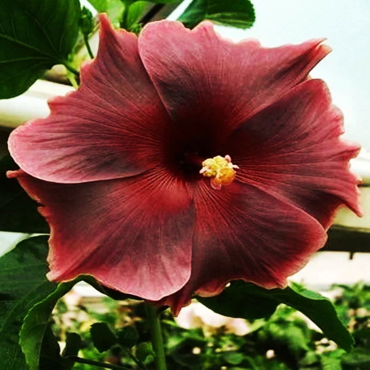 Madagascar Hibiscus Moscheutos Seeds - Rose of Sharon Starter Seeds - Pink Flowers - Indoor & Outdoor