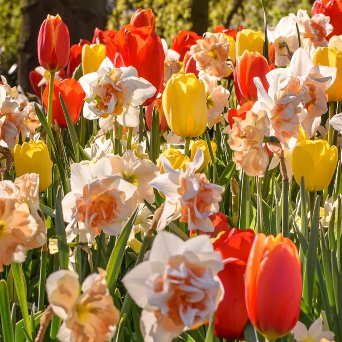 10 Tulip & Daffodil Flower Bulbs Mix - Colorful Early Spring Blooms