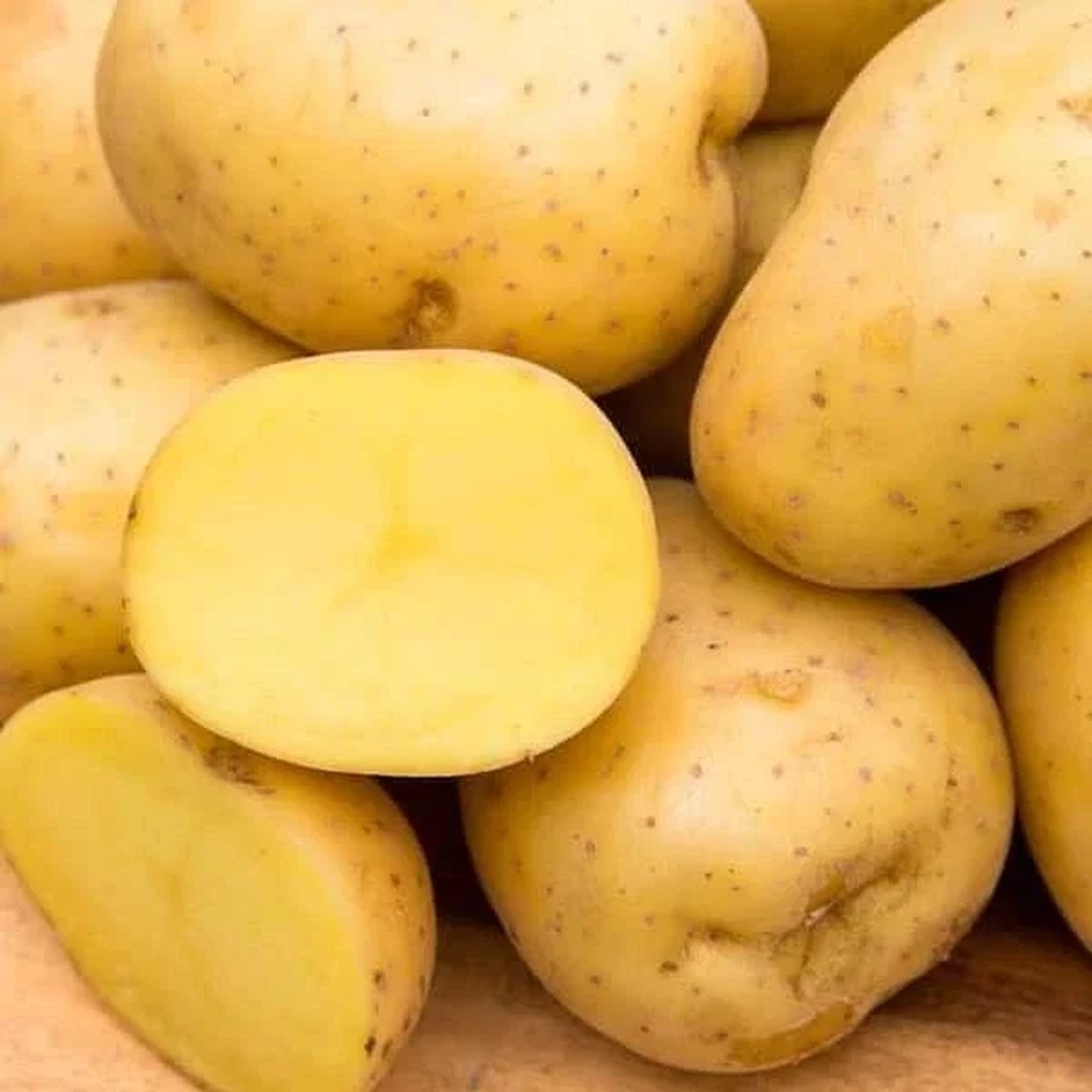 500G Yukon Gold Seed Potatoes USDA Certified Planting 500gram Potato Seed 2024