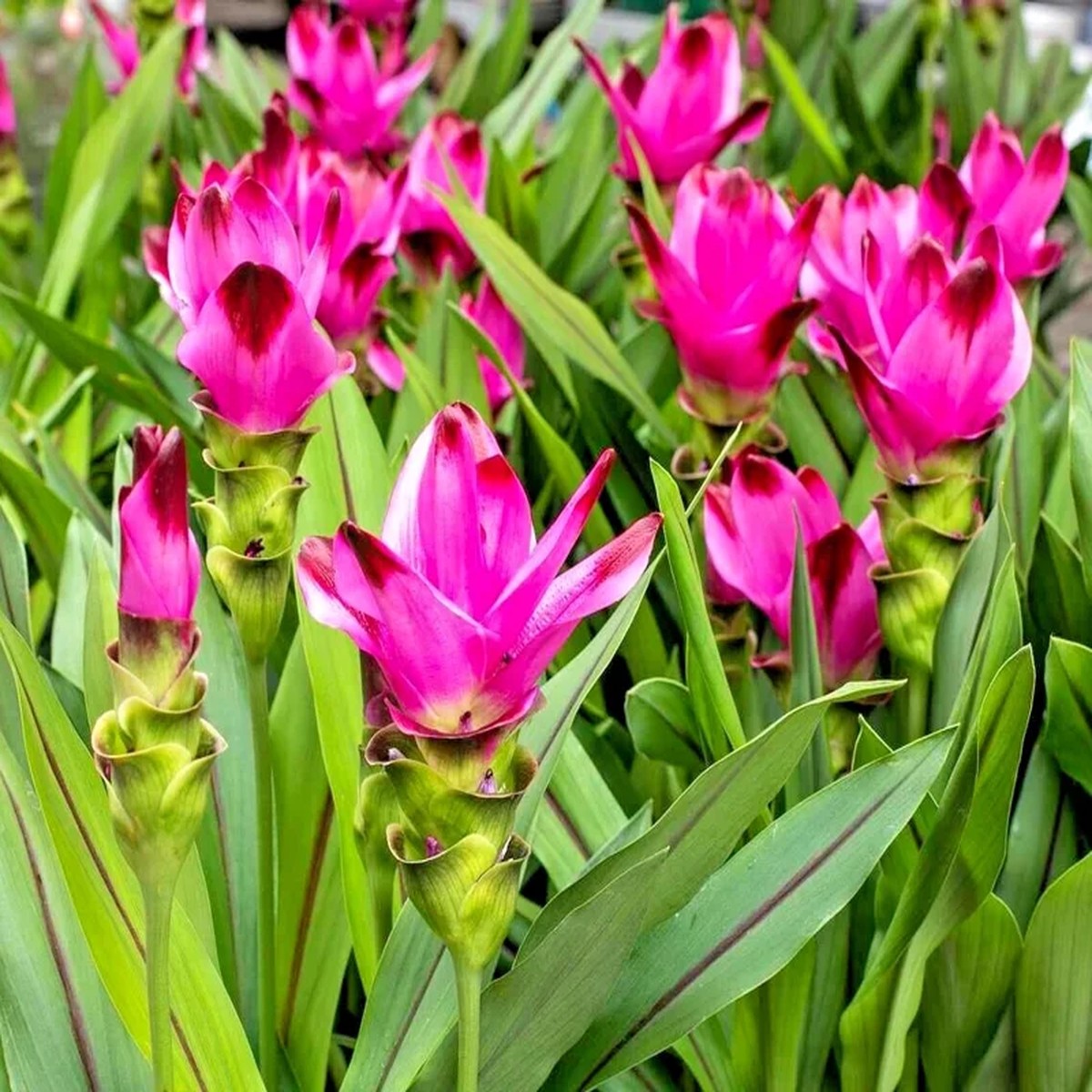 Red Curcuma Flower Plant Rhizomes - 3 Roots, Fast Growing Turmeric, Indoor/Outdoor