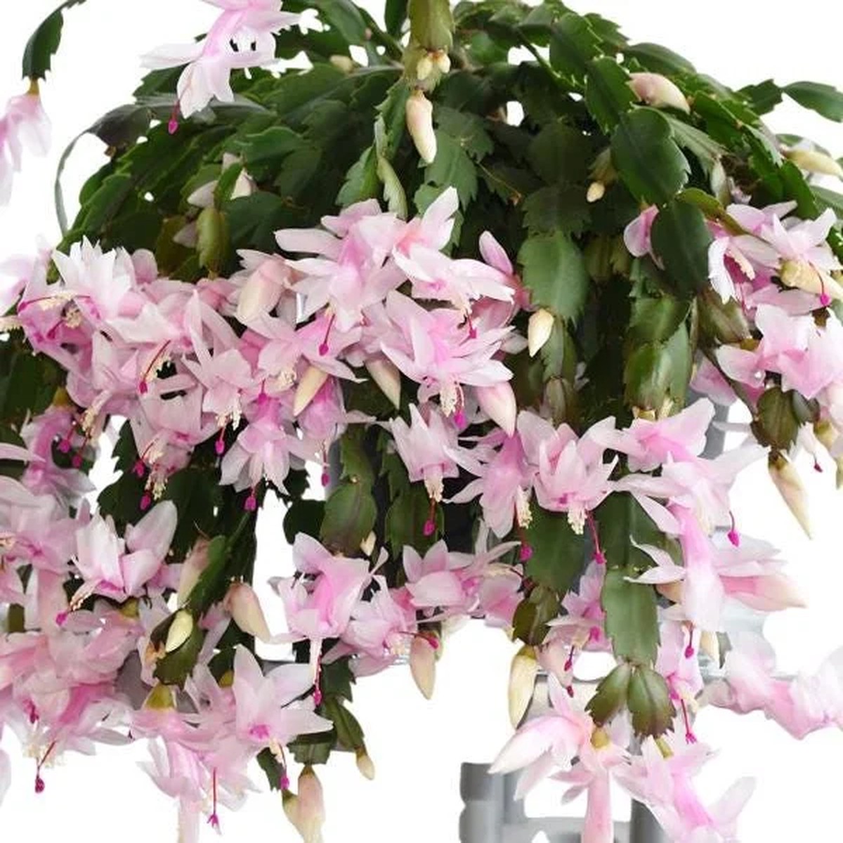 White Christmas & Thanksgiving Cactus Live Plant Schlumbergera 4-6 Tall