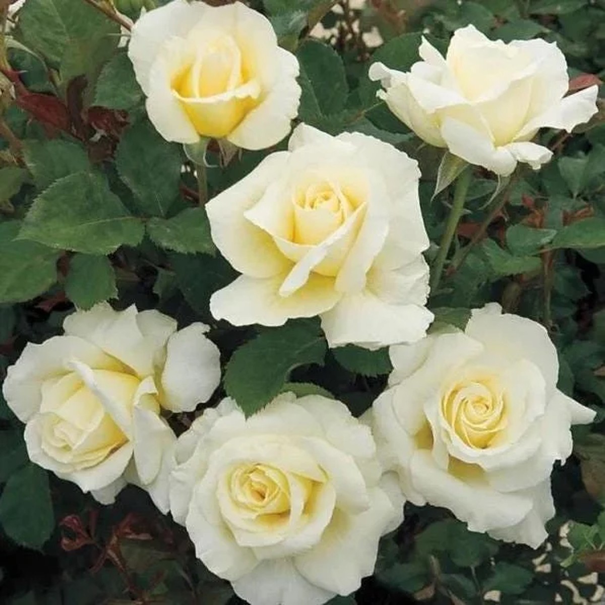 White Hybrid Tea Rose Bush - John F. Kennedy Rose Plant, 5-8 Tall