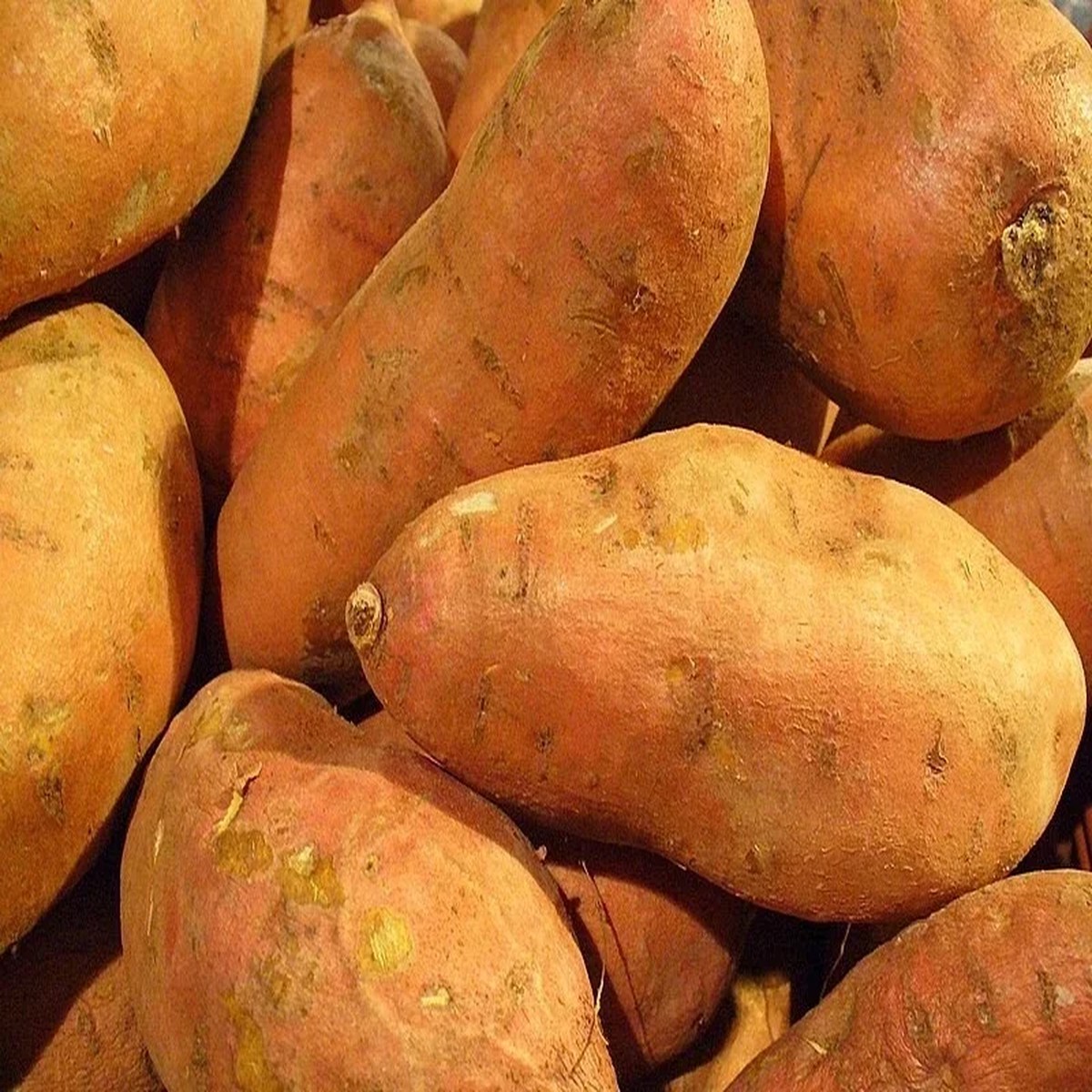500g Sweet Potato Seed for Planting - USDA Certified Bulbs, Annual, USA