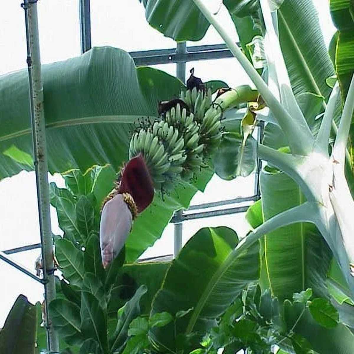 Gran Nain Banana Tree Live Plant - Musa Dwarf Variety - Indoor & Outdoor