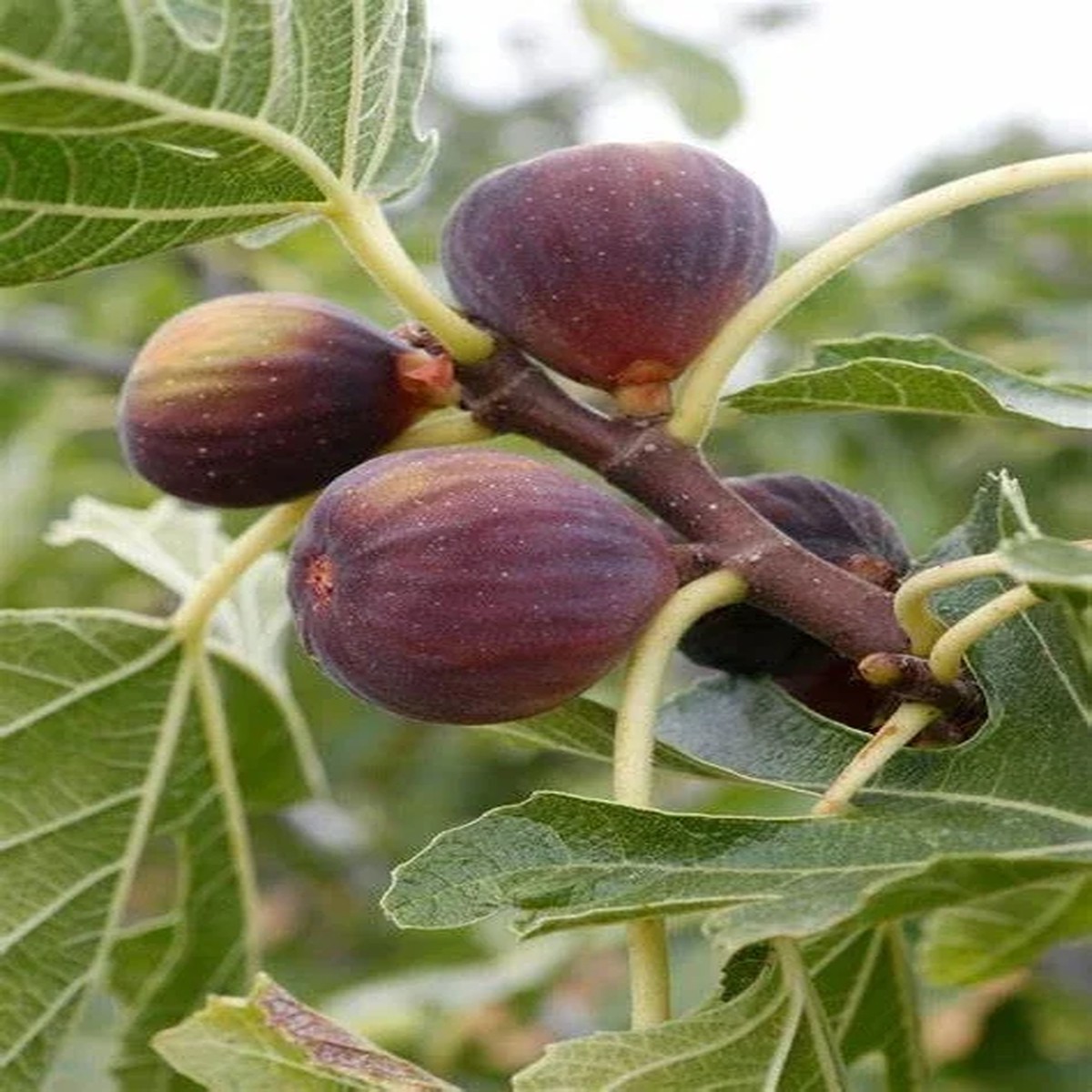 Olympian Fig Tree Live Plant - Fruiting Ficus Carica - Cold Resistant Seedling for Outdoor Growing