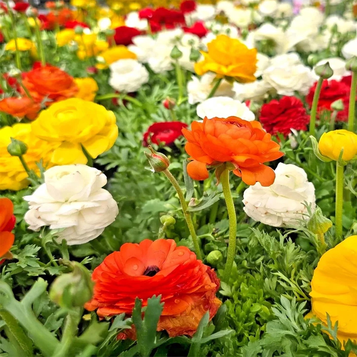 30 Mixed Ranunculus Seeds Double Bloom Buttercups Colorful Spring Perennial