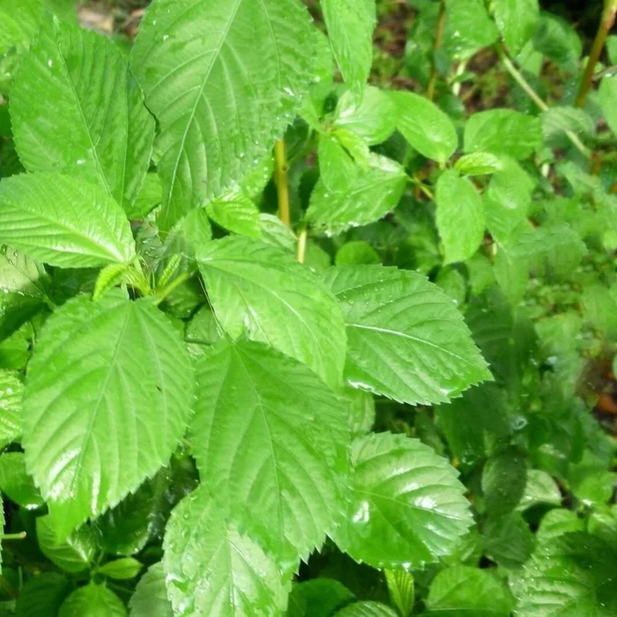 350+ Nalta Jute Seeds - Saluyot Molokhia Egyptian Spinach Rau Day - Vegetable Seeds