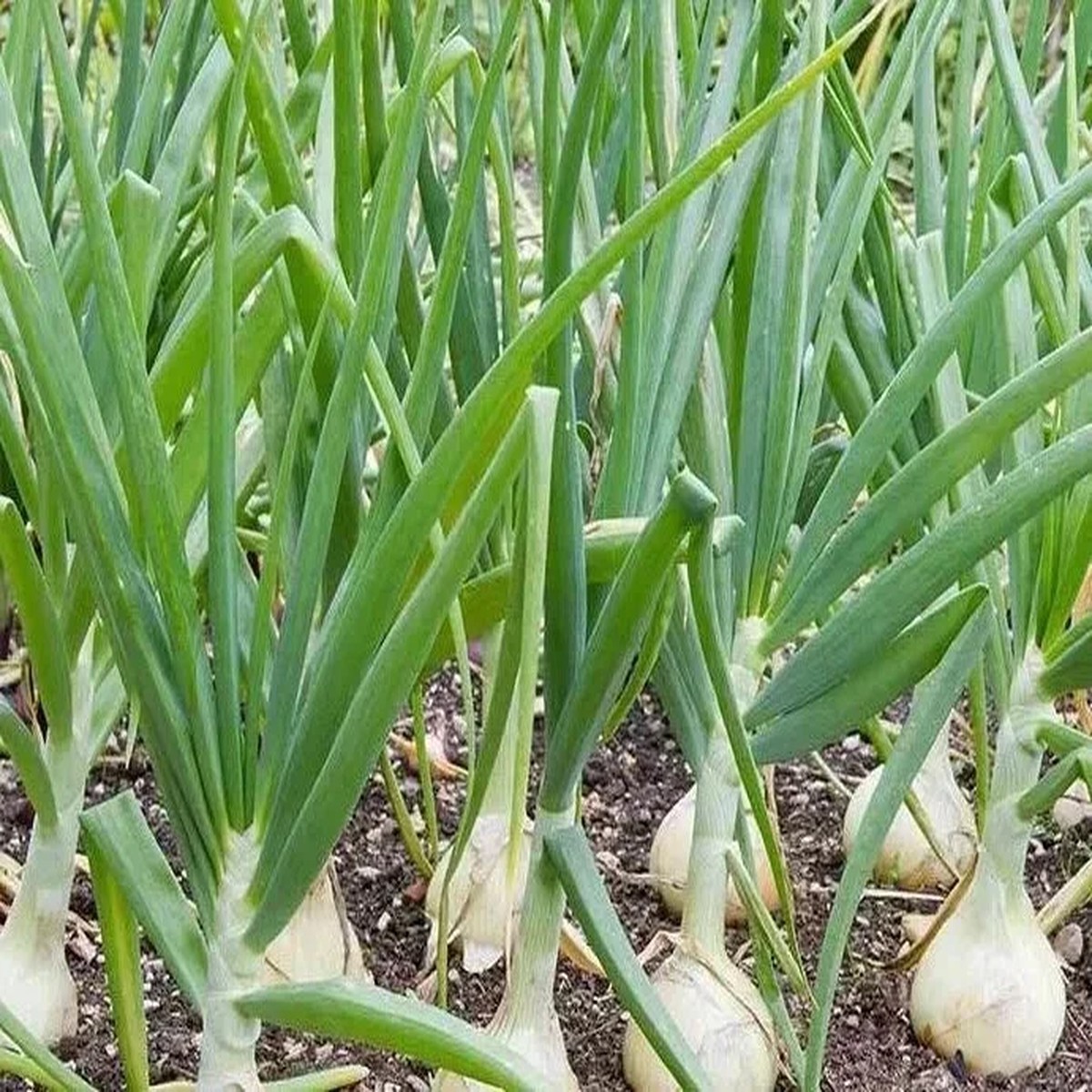 500 Vidalia Sweet Onion Seeds - Non-GMO Heirloom Vegetable Seeds