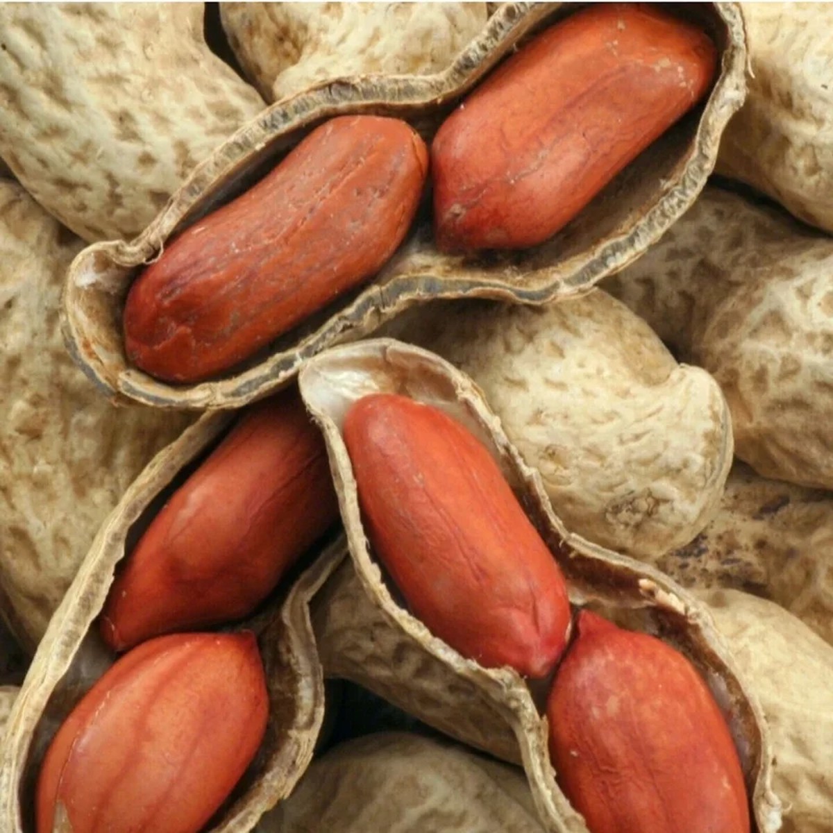85g Jumbo Bailey Virginia Peanut Seeds - Organic Non-GMO Vegetable Seeds for Planting Outdoor