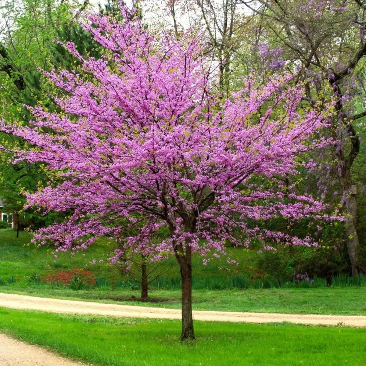 Cercis canadensis Forest Pansy' Eastern Redbud Tree Seeds - 5 Count, Red Foliage