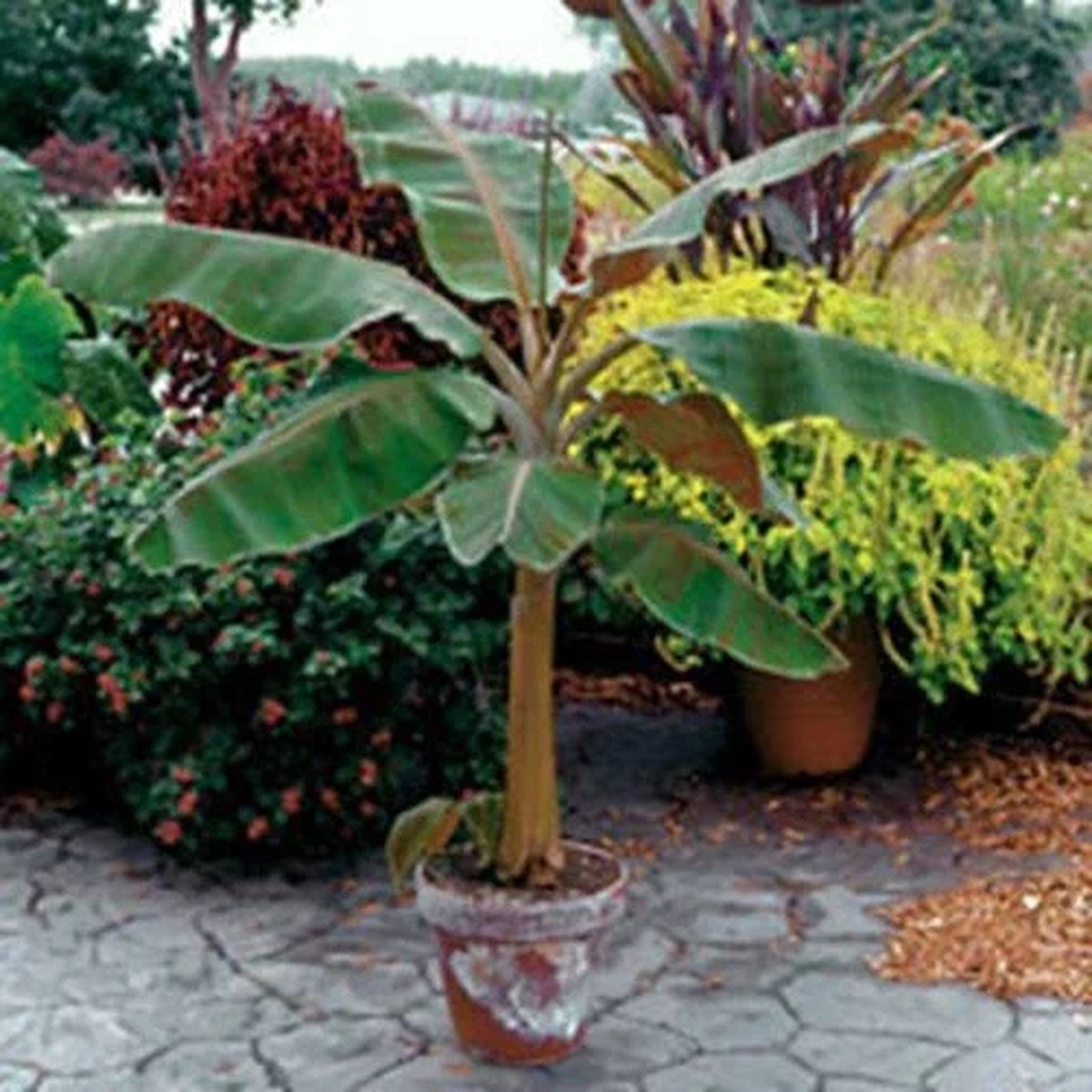 Dwarf Cavendish Banana Tree Live Plant - Musa, Edible Fruit, 8-10 Inches Tall, Outdoor