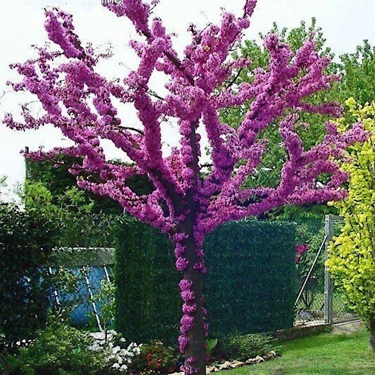 Judas Tree Seeds (Cercis siliquastrum) - Mediterranean Redbud Flowers, Hardy