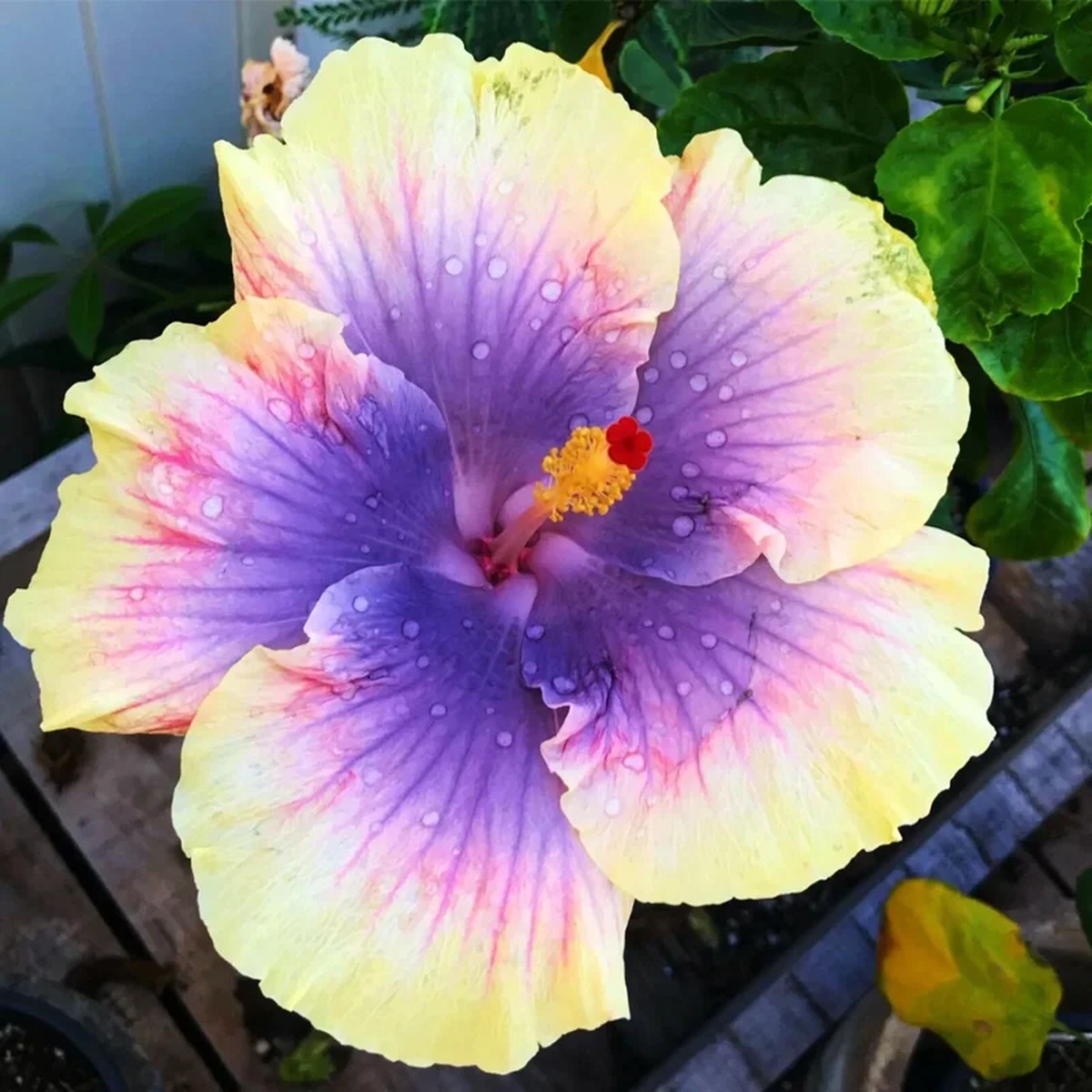 Madagascar Hibiscus Moscheutos Mallow Live Plant Starter - Indoor & Outdoor