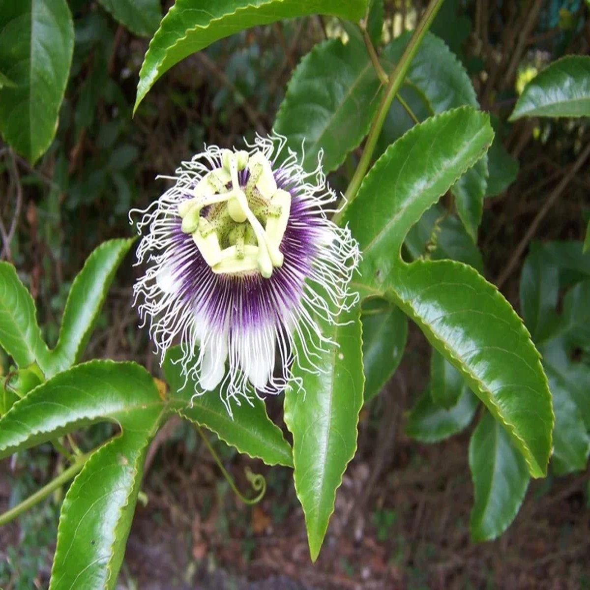 Passiflora edulis Possum Purple' Passion Fruit Live Plant - 4-5 inch Seedling