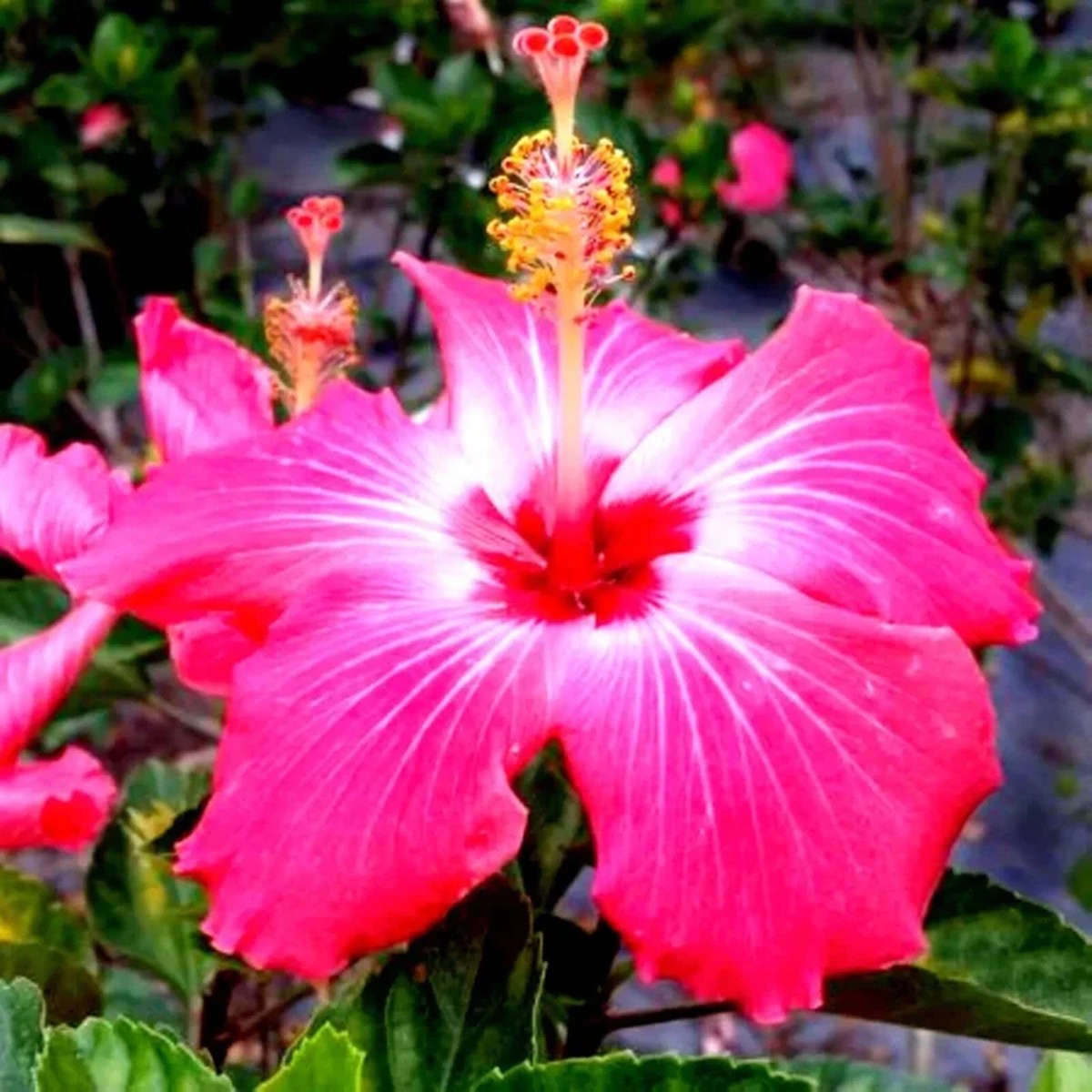 Madagascar Hibiscus Moscheutos Mallow Live Plant Starter - Indoor/Outdoor