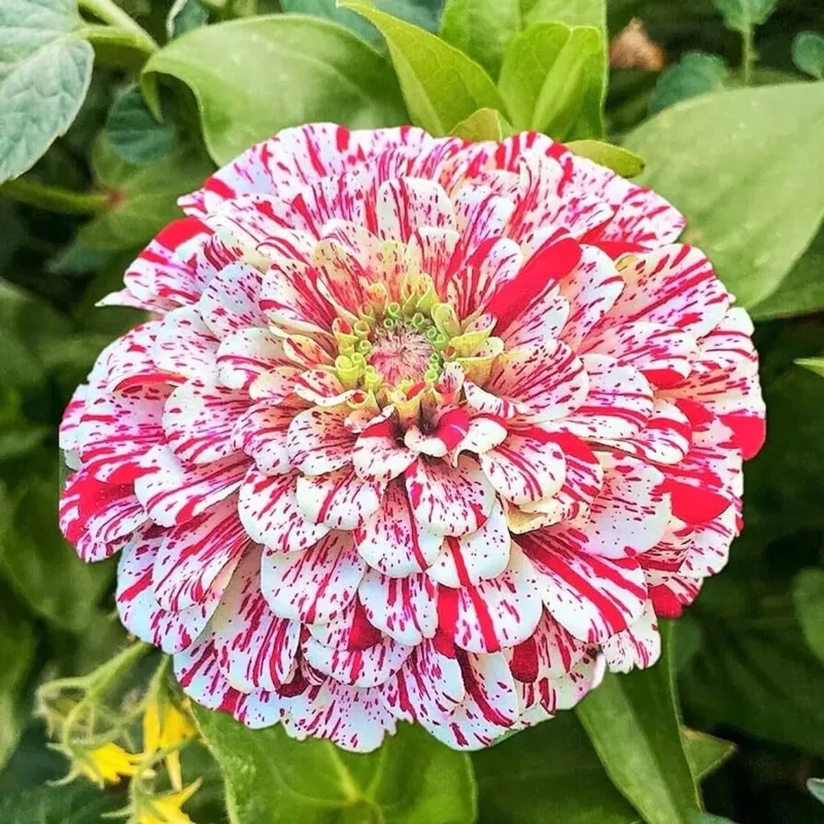 Peppermint Stick Zinnia Seeds - 50+ Flower Elegans Seeds - Annual, Outdoor