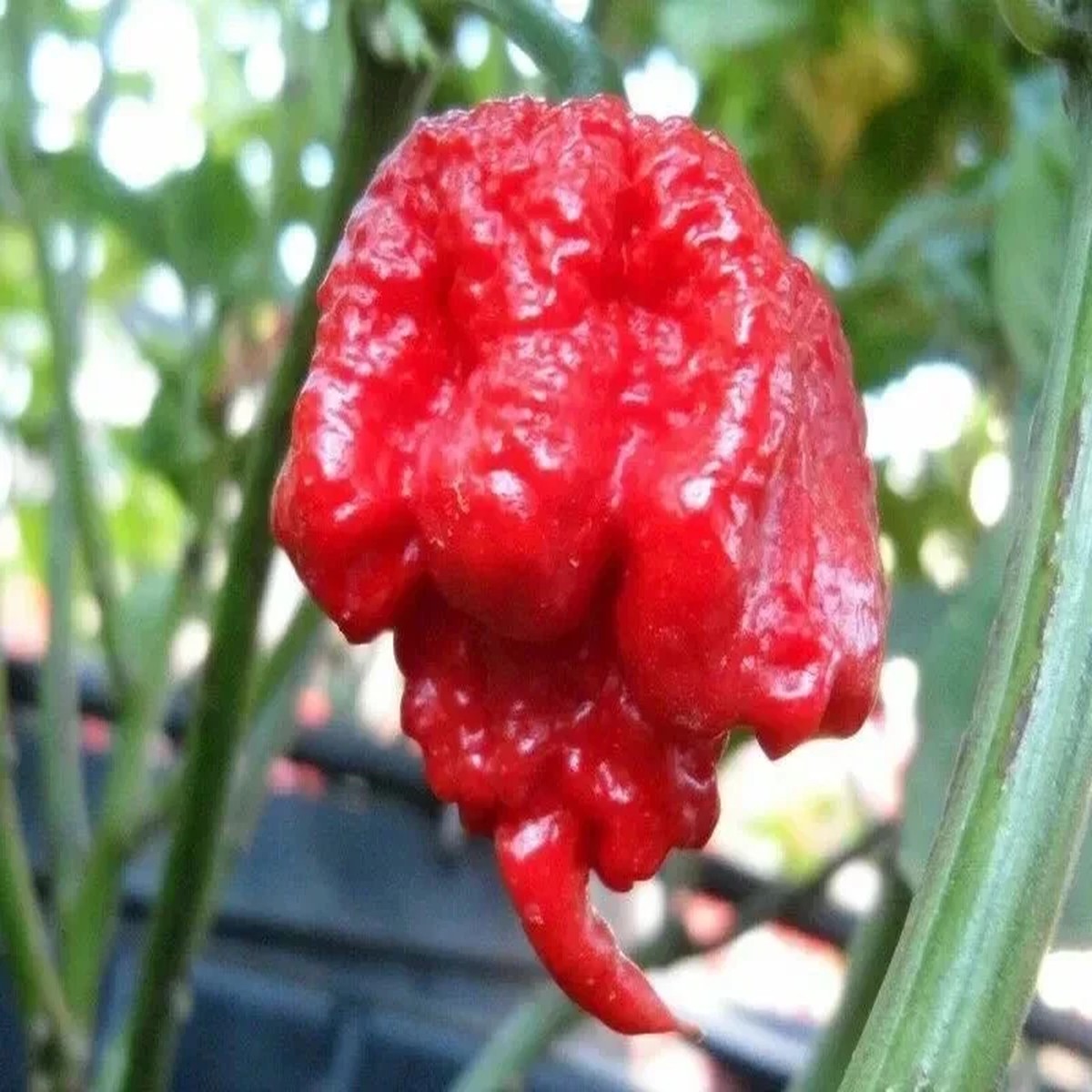 100 Carolina Reaper Chili Pepper Seeds - World Record Hot Peppers Vegetable Seeds