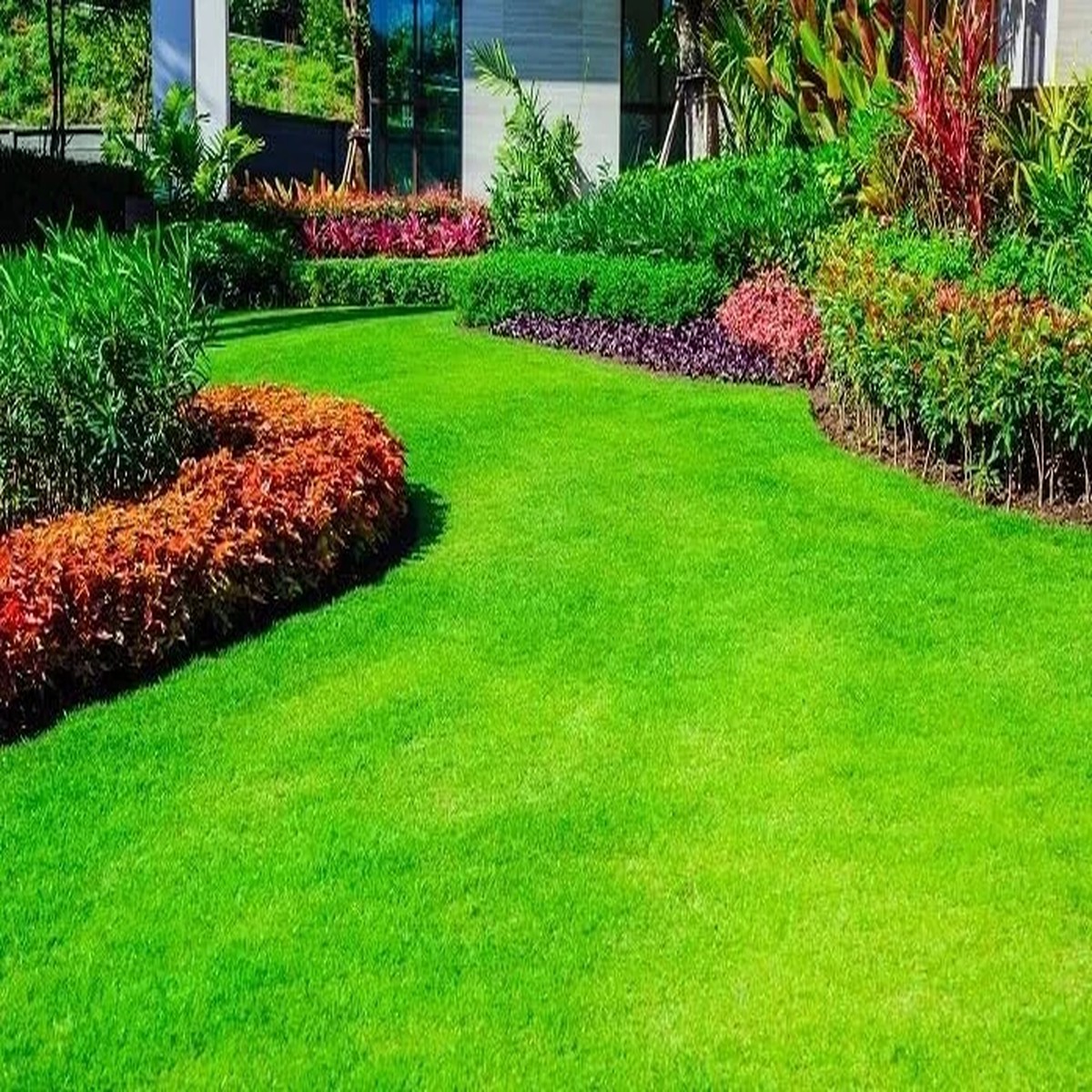 1000 Emerald Zoysia Grass Seeds - Premium Lawn Turf, Drought & Heat Tolerant