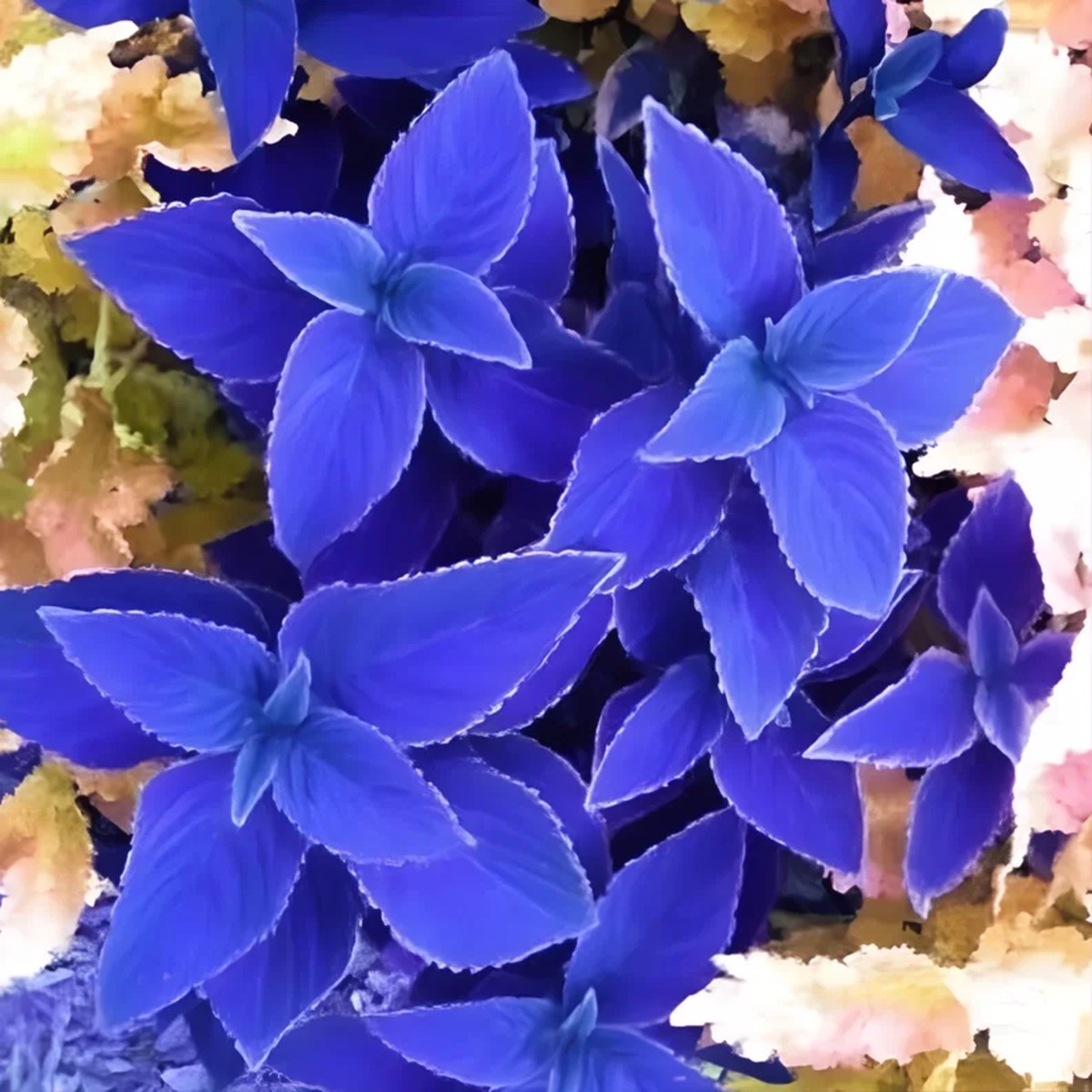 25+ Blue Coleus Seeds Rare Foliage, Easy-to-Grow Ornamental Plant
