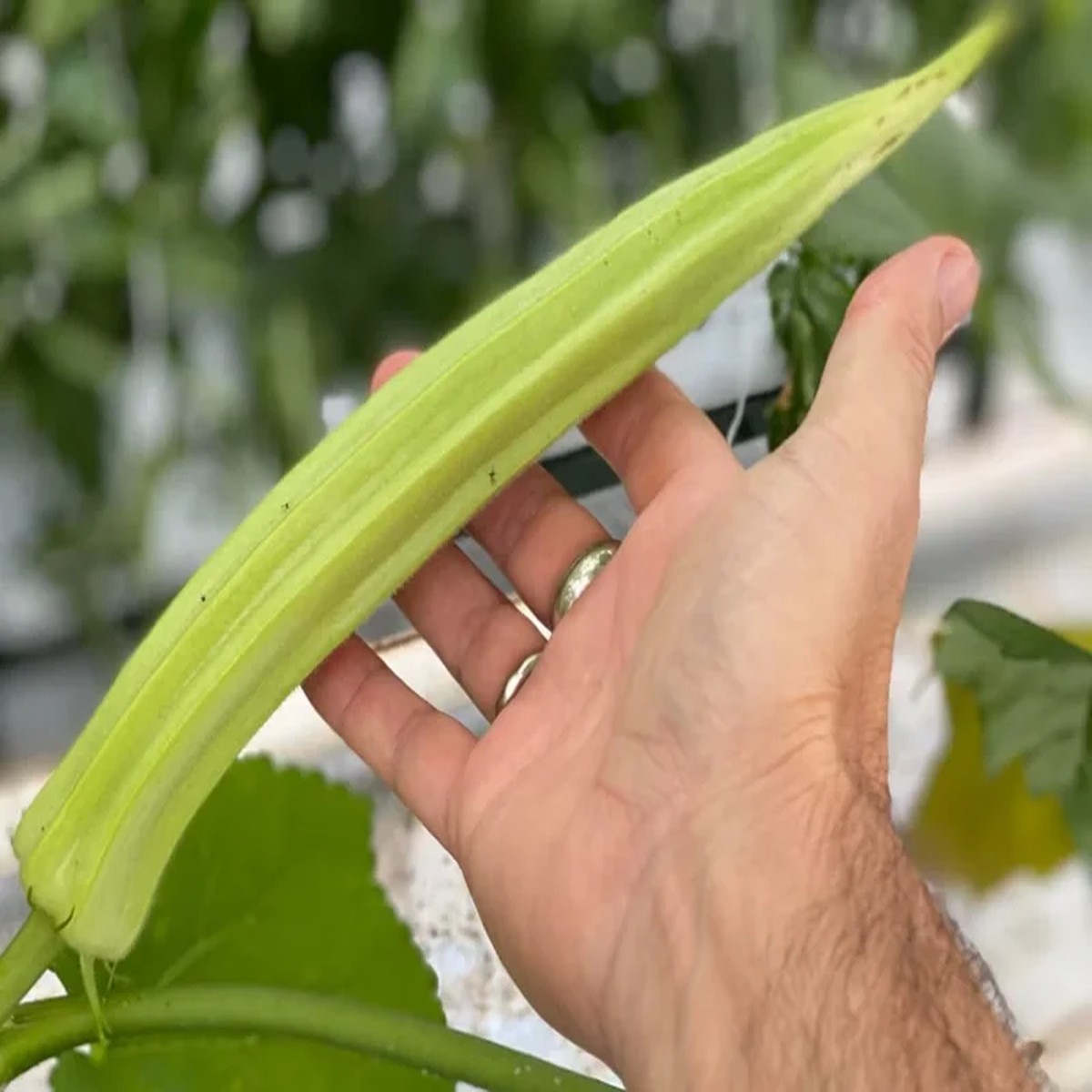 25+ Giant Okra Seeds - Spineless XXL Heirloom Vegetable - NON-GMO