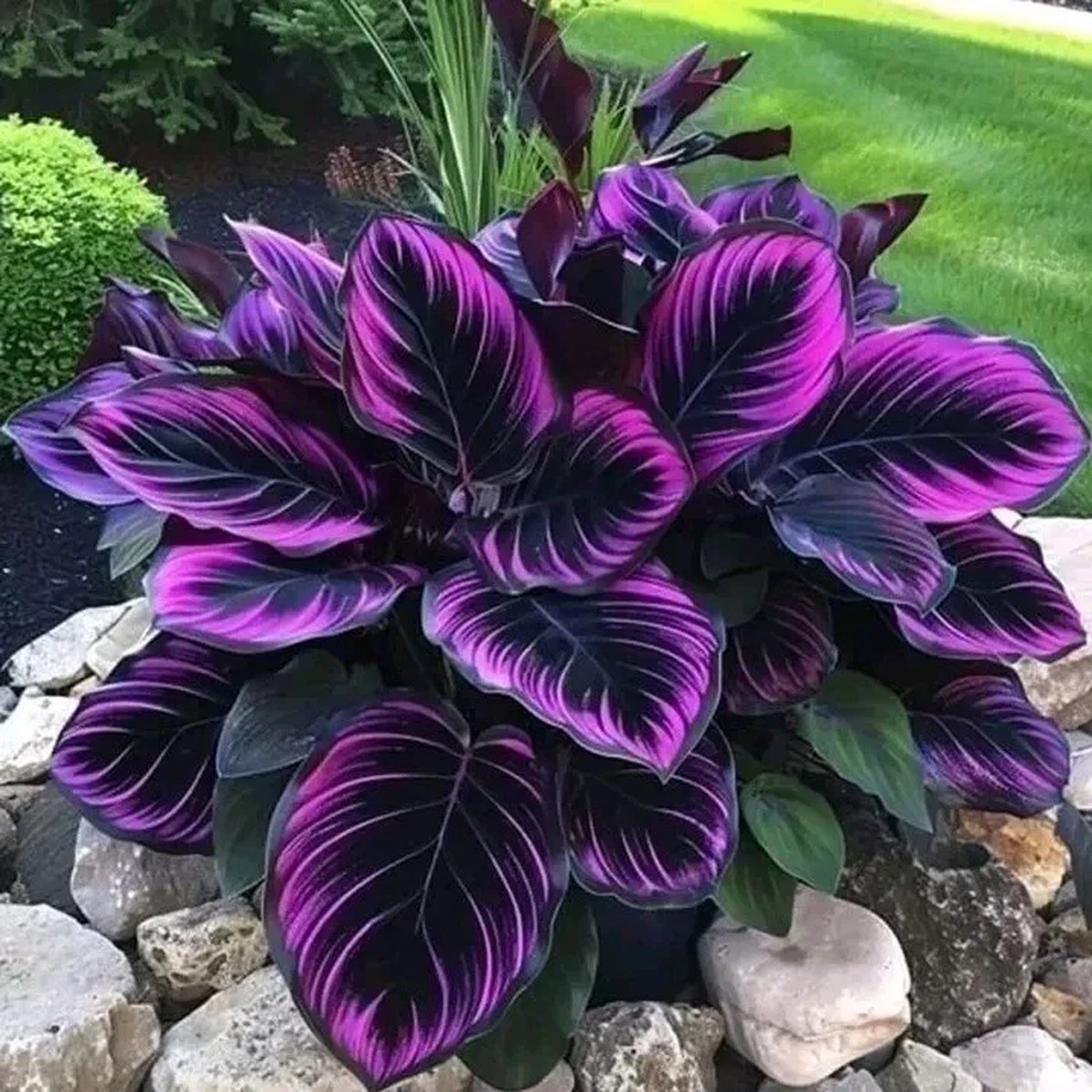 25+ Purple Tip Calathea Couture Flower Seeds - Indoor & Outdoor Plant