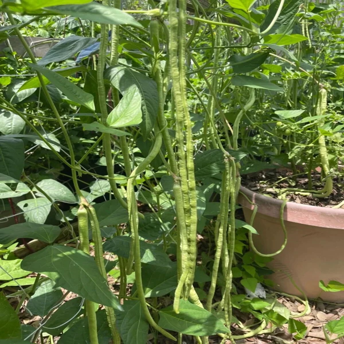 50 Dark Green Yard Long Bean Seeds - Heirloom Chinese Asparagus Vegetable Seeds Outdoor