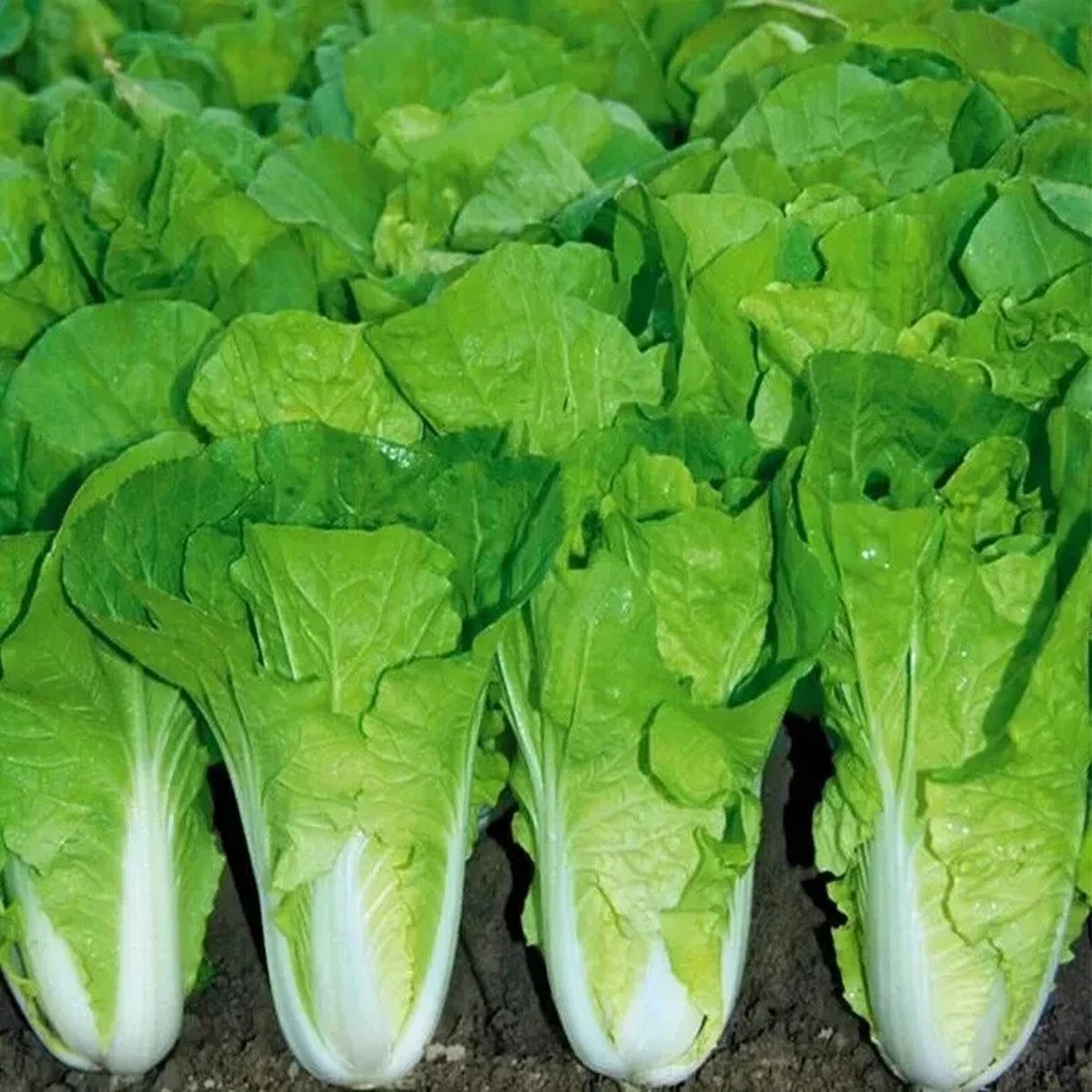 500+ Chinese Cabbage Seeds - Pak Choi Kuai Cai - Fast-Growing, Non-GMO