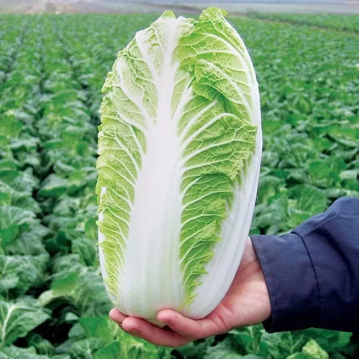 500+ Michihili Napa Cabbage Vegetable Seeds | Non-GMO | Easy to Grow Outdoor