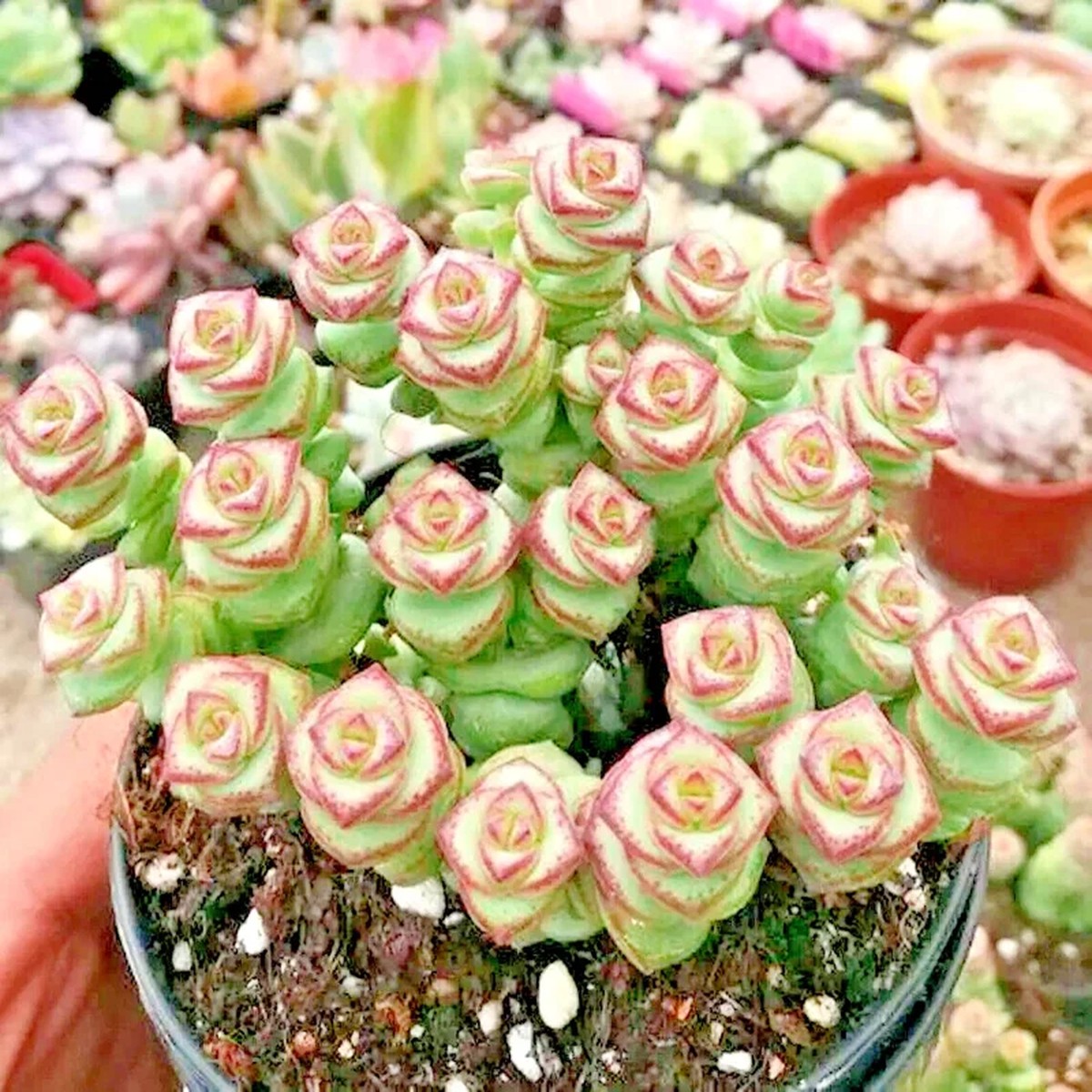 Crassula Jade Necklace' Succulent Seeds - 25 Seed Pack - Indoor/Outdoor