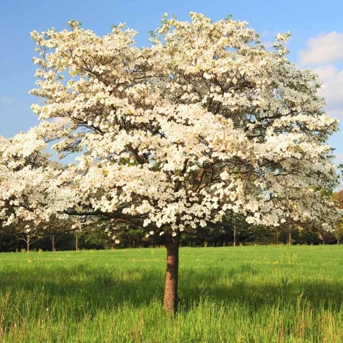 White Dogwood Live Plant Quart Pot Ornamental Flowering Tree Outdoor