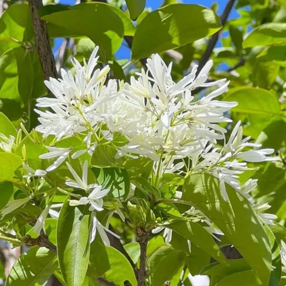 White Fringe Tree Live Plant - Chionanthus virginicus - 1 Quart Pot - Outdoor