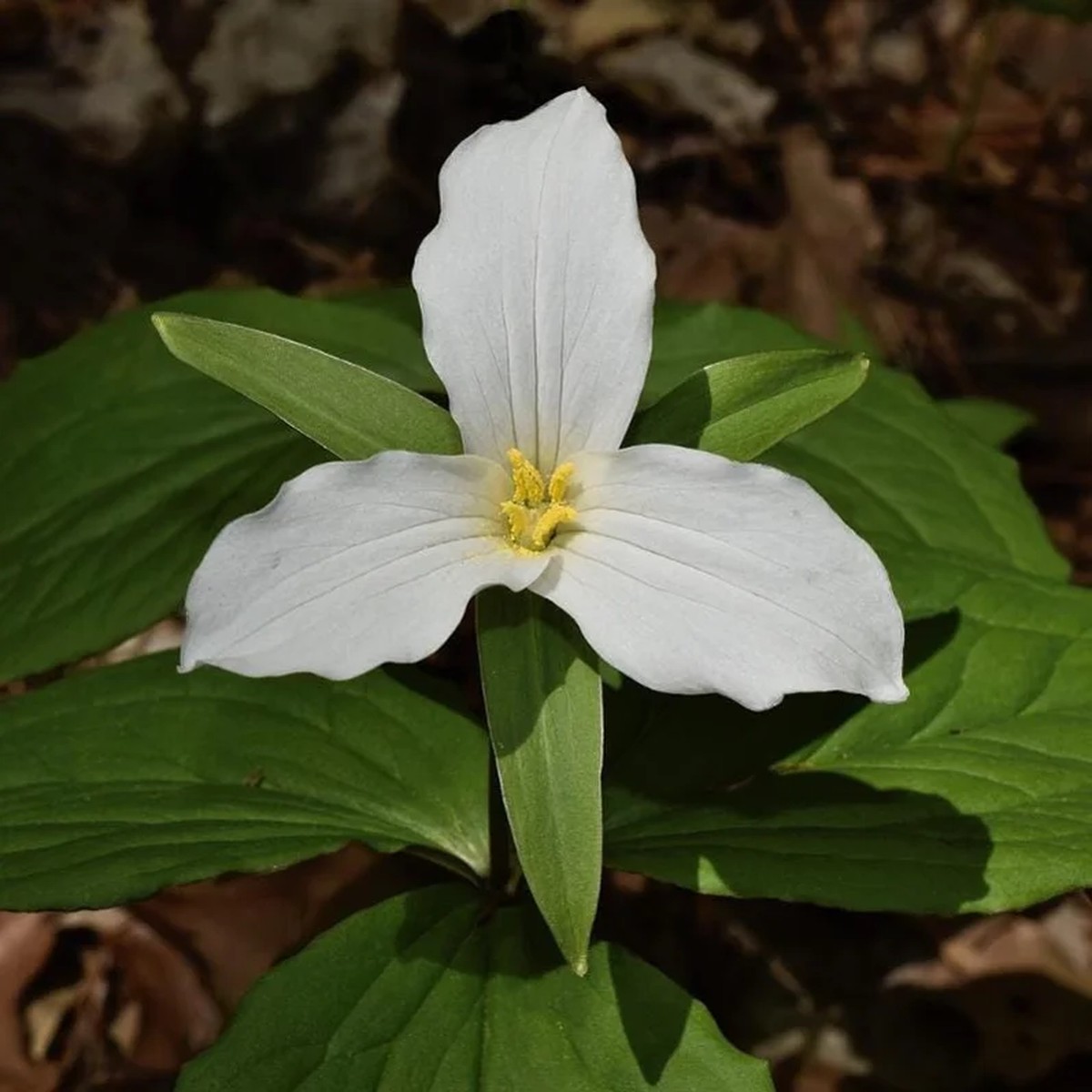 White Trillium Bulbs - 5 Wood Lily Heirloom Perennials for Shade Gardens