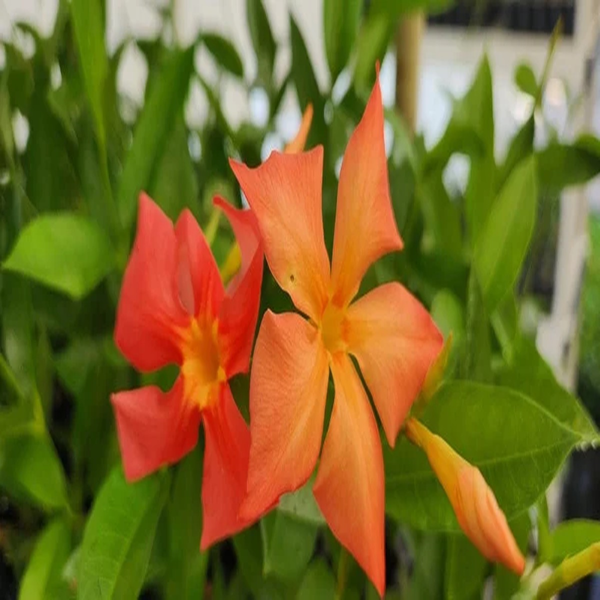 Orange Dipladenia Live Plant 4 inch Pot Vibrant Tropical Blooms