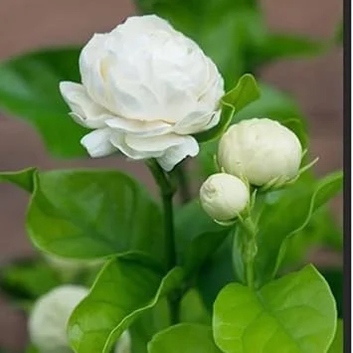 2 Grand Duke of Tuscany Arabian Jasmine Live Plants, 2-3 inch Tall, Fragrant White Flowers, Indoor/Outdoor
