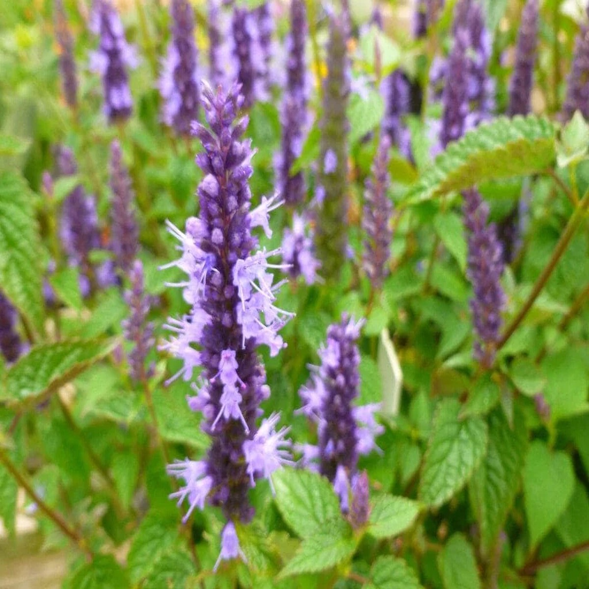 Agastache Live Plant - Hummingbird Mint - Hyssop Starter - Perennial for Pollinator Gardens