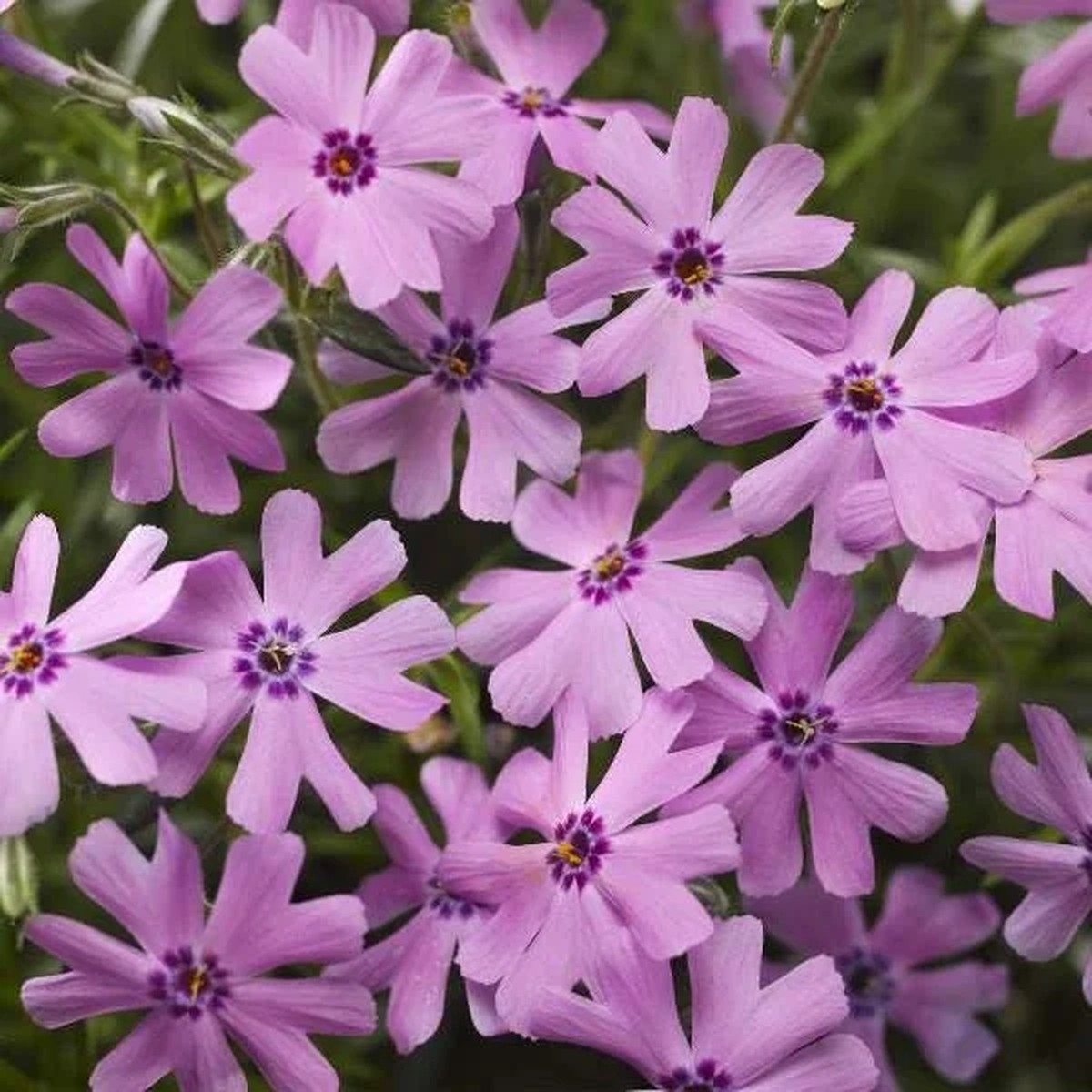 Creeping Phlox Fort Hill Live Plant, Rose Pink Flowers, 1 Plug, Outdoor Perennial