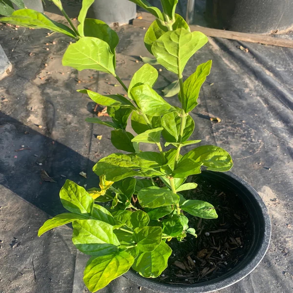 Sambac Jasmine Double Flower Live Plant Fragrant 1-2 ft Tall