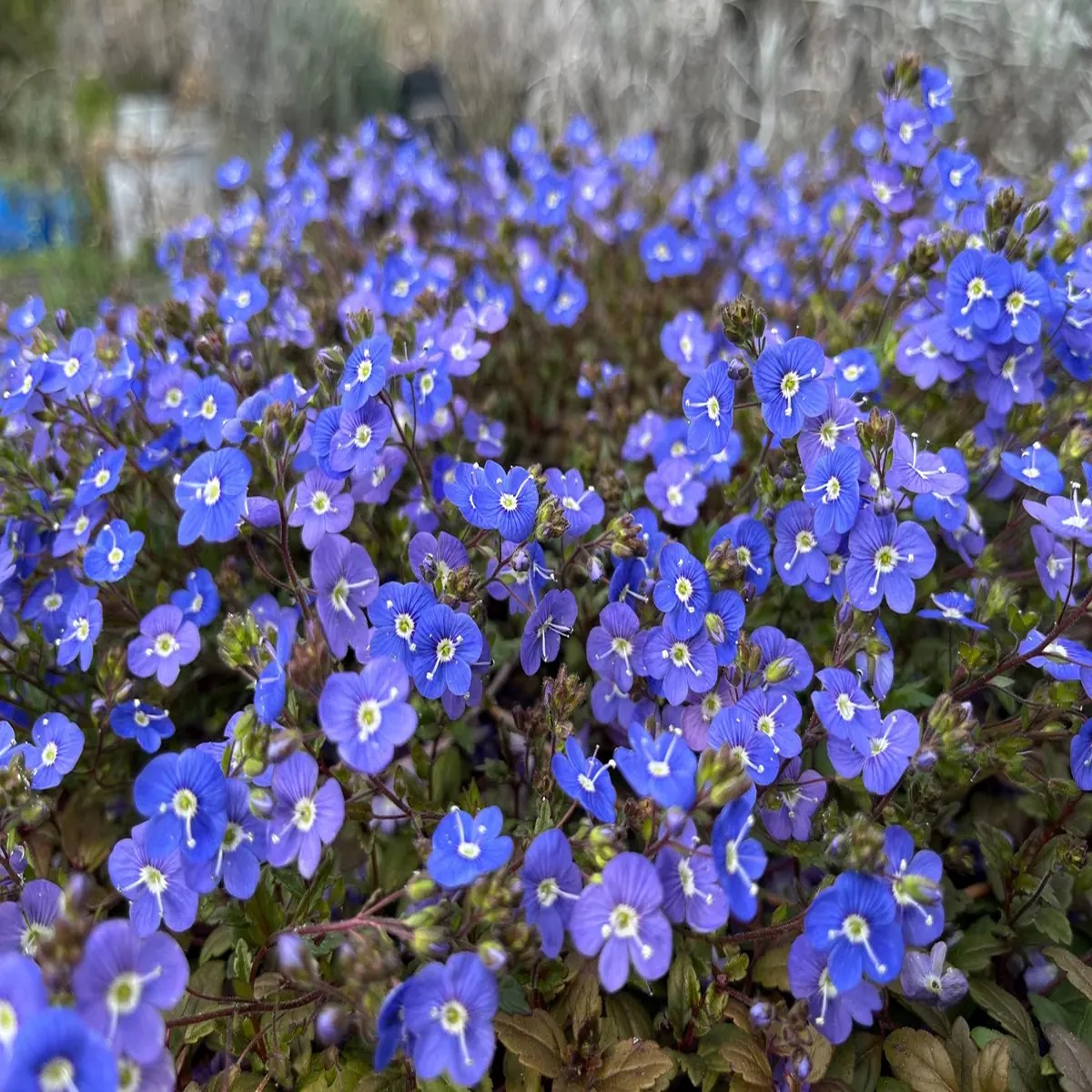 Veronica Georgia Blue Live Plant - Creeping Speedwell Perennial Groundcover - Quart Pot