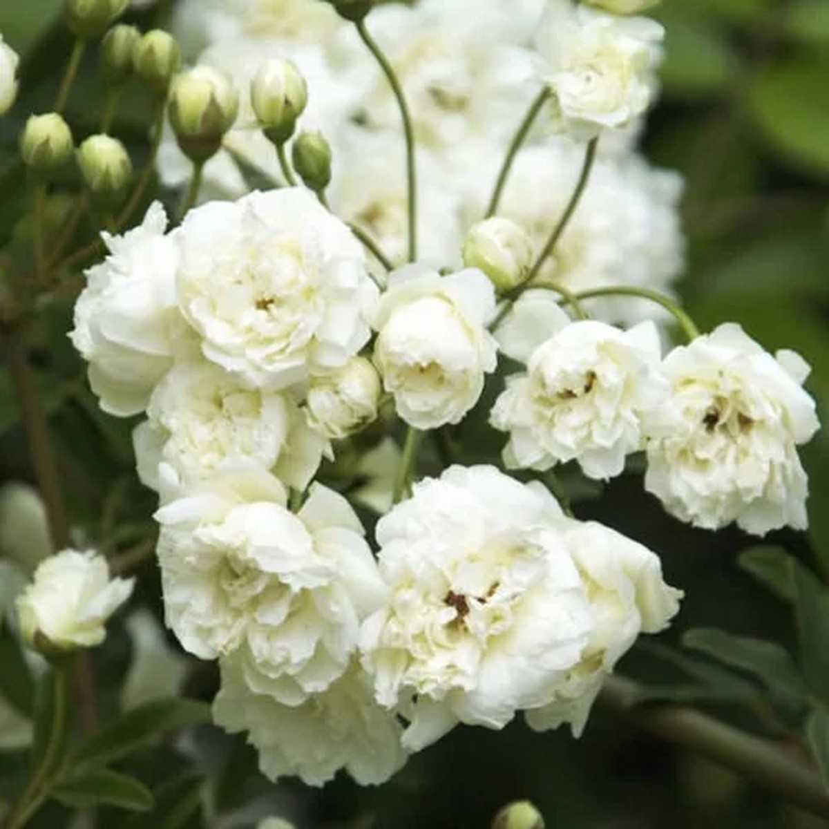 White Lady Banks Climbing Rose Live Plant - 3 to 4 Feet Tall - 3 Gallon Pot - Outdoor