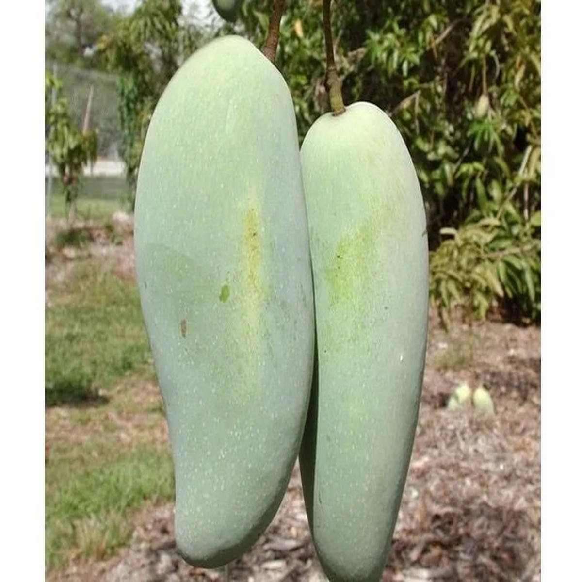 Brahm Kai Meu Mango Tree - Thai Green Sweet Mango Live Plant - 3 ft Tall - 3 Gallon Pot