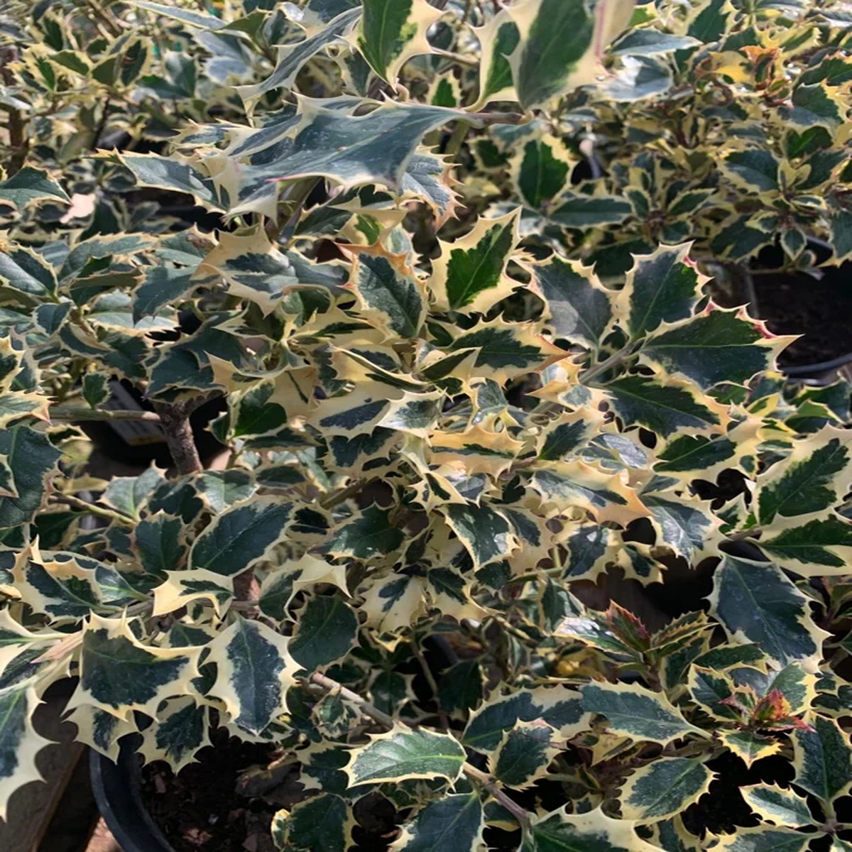 English Holly Live Plant - Ilex Aquifolium - 2-3 Feet Tall - Outdoor Shrub