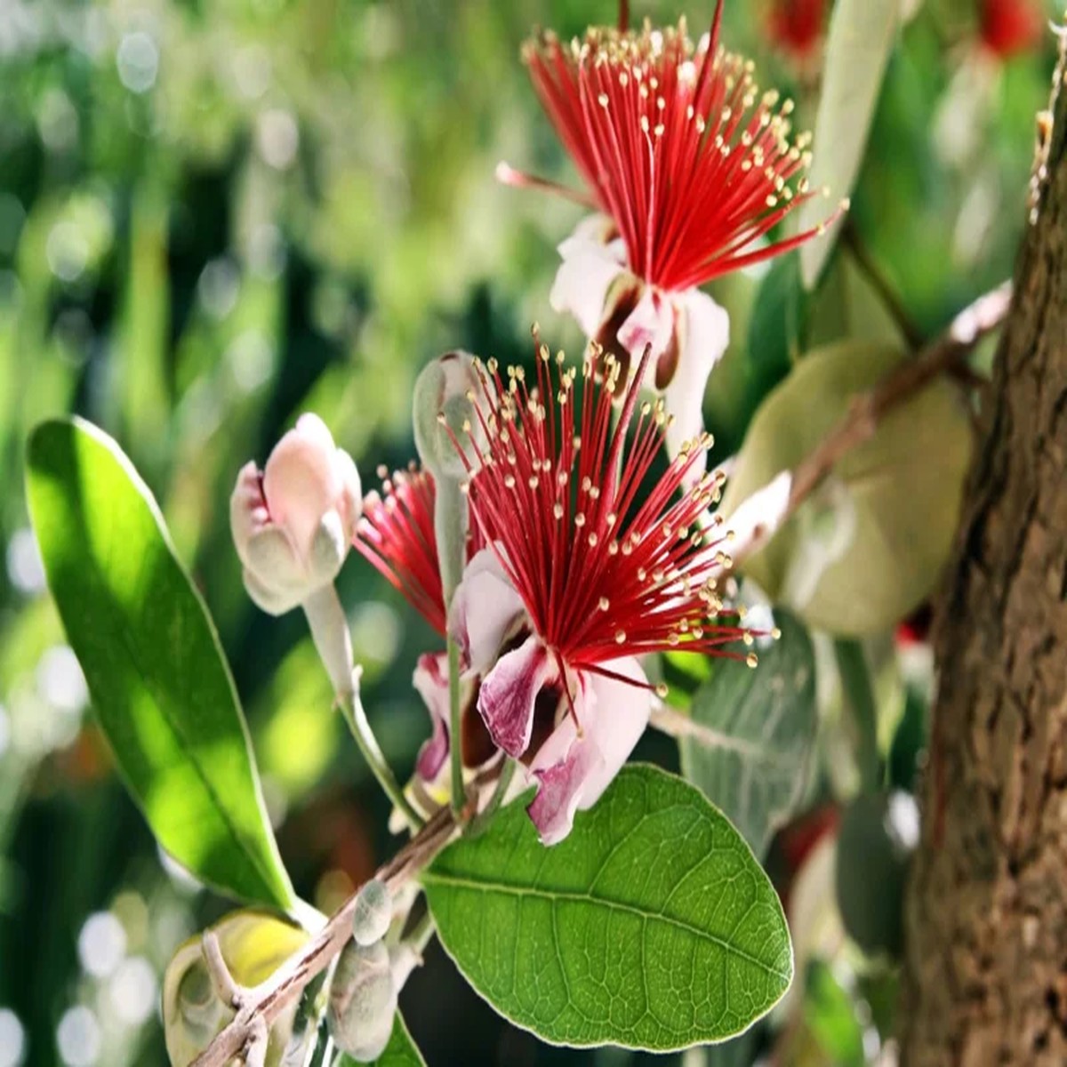 Pineapple Guava Live Plant (Feijoa Sellowiana) 2-3 Ft Tall in 3 Gal Pot