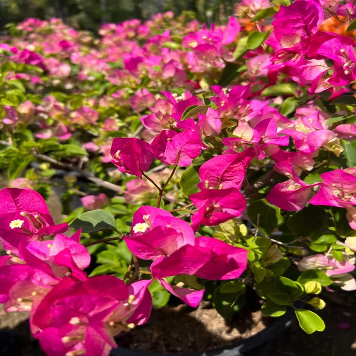 Pink & White Bougainvillea Live Plant 1-2 ft Tall in 3 Gallon Pot Outdoor Shrub