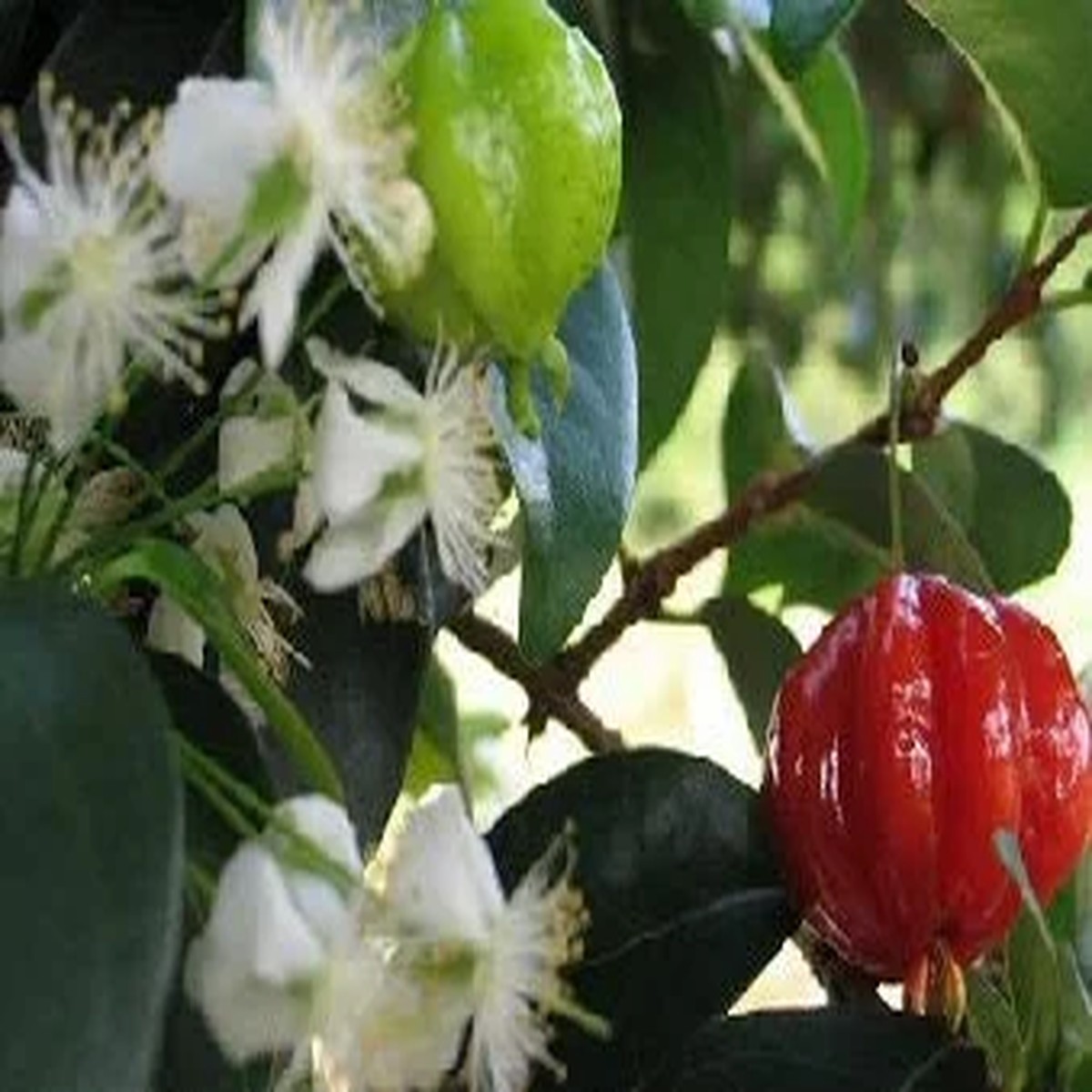 Surinam Cherry Tree Live Plant 1 Foot Tall Ship in 6 inch Pot Outdoor Fruit Tree